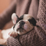 Aromaterapia-para-cães-tem-vantagens-mas-exige-conhecimento-BH-Mulher